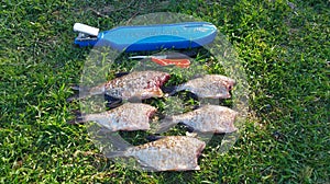 In spring, a plastic fish cleaning board with a clothespin lies on the coastal grass, and cleaned and cut bream lie beside it. Nea