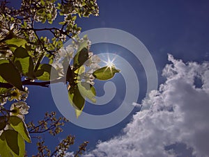 Spring pleasure with shiny blue sky