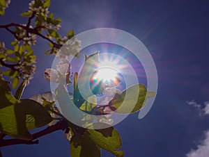 Spring pleasure with shiny blue sky