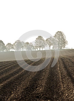 Spring ploughed field, rows of sown plants, avenue of trees on horizon, morning misty view, wavy lines
