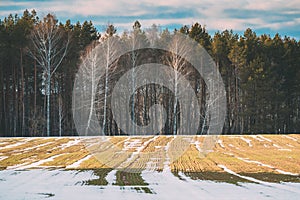 Spring Plowed Field Partly Covered Winter Melting Snow Ready For New Season. Ploughed Field In Early Spring. Farm