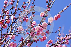 Spring plum blossom branches pink flower photo