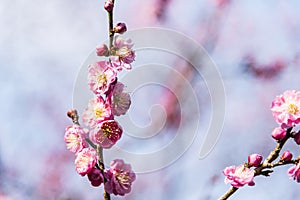 Spring plum blossom branches pink flower