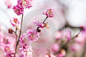 Spring plum blossom branches pink flower