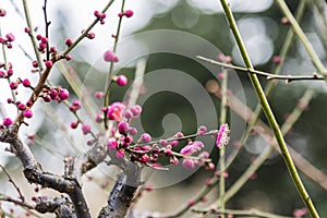 Spring plum blossom branches pink flower