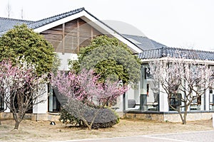 Spring plum blossom branches pink flower