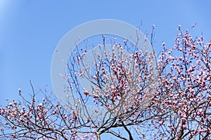 Spring plum blossom branches pink flower