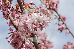 Spring plum blossom branches pink flower