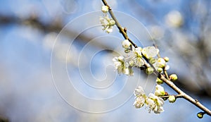 Spring plum blossom branches white flower