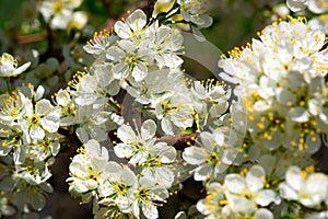 Spring Plum Blossoms in Bloom