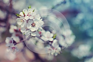 Spring plum flowers for background.