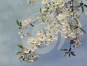 Spring plum flowers for background.