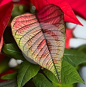 Spring Poinsettia, spring coloring structural leaf.