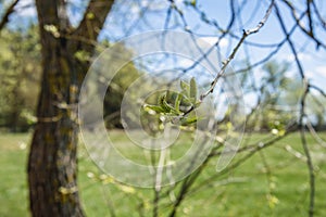 Spring in Poland