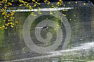 Spring pollen floating on the surface of a river.