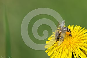 Spring pollination