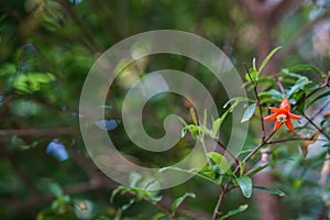 Spring pomegranate flower on blur green background . Nature colors