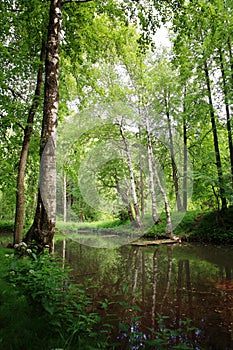 Spring pond in forest