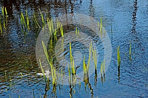 Spring pond with green stems of plants and reflection and bird feather