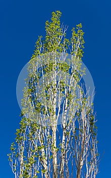 Spring poplar