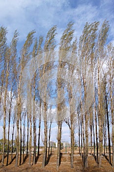 Spring poplar