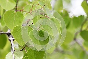 Spring Poplar Tree Background