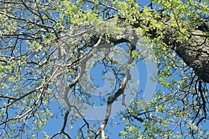 Spring poplar tree branches against blue sky