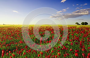 Spring poppy field