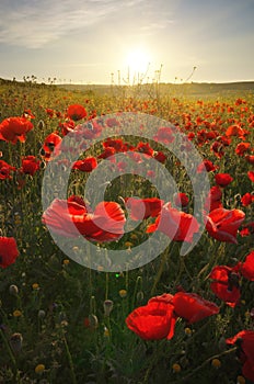 Spring poppy flowers  in meadow