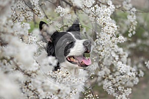 Spring Portrait of Border Collie in White Blossom