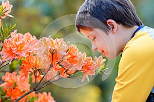 Spring portrait of cute attractive 10 year old boy smelling blossoming pink Rhododendron in the garden