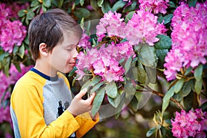 Spring portrait of cute attractive 10 year old boy smelling blossoming pink Rhododendron in the garden