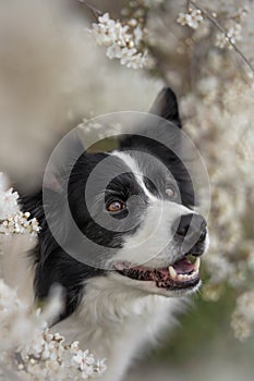 Spring Portrait of Happy Border Collie