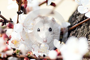 Spring portrait of Jungar hamster