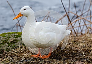 Spring portrait of white duck