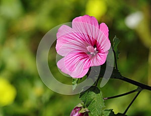 Rose Mallow or Regal Mallow. Malvaceae Family. photo