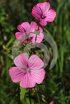 Rose Mallows or Regal Mallow. Malvaceae Family. photo