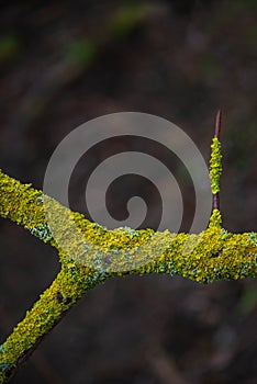 Spring postcard with colorfully mossed and lichened wet forest tree branch with copy space, closeup, details