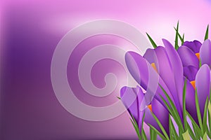 Spring poster with a bouquet of purple crocuses. Vector design of a spring bouquet of flowers for greeting the holiday Hello Sprin