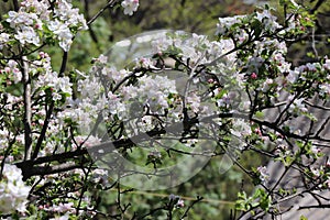 Apple tree in spring