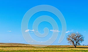 Spring on the prairie