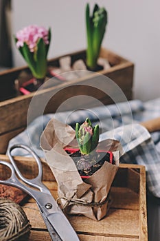 Spring preparations at home. Planting hyacinth flowers bulbs. Gardening hobby