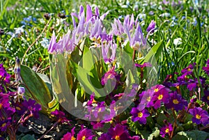 Spring primrose flower field