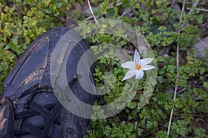 Spring primrose flower and sneakers that can trample it