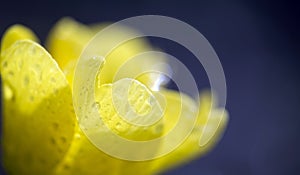 Spring primrose flower