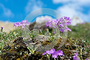 Spring Primrose in the German Alps