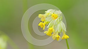 Spring primrose or lat. Primula veris. Herbaceous perennial flowering plant in the primrose family primulaceae. Close up
