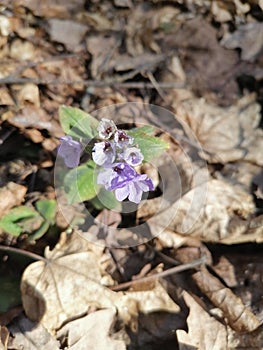 Spring primrose Medunitsa, against the background of last year`s autumn oak leaves.