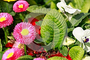 Spring primrose plants detail