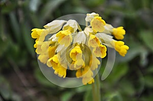 In spring, primrose Primula veris blooms in nature